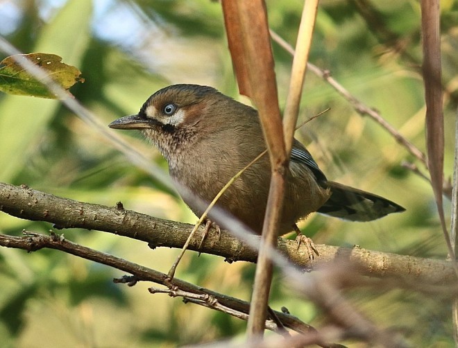 Moustached Laughingthrush (Eastern) - ML377162921