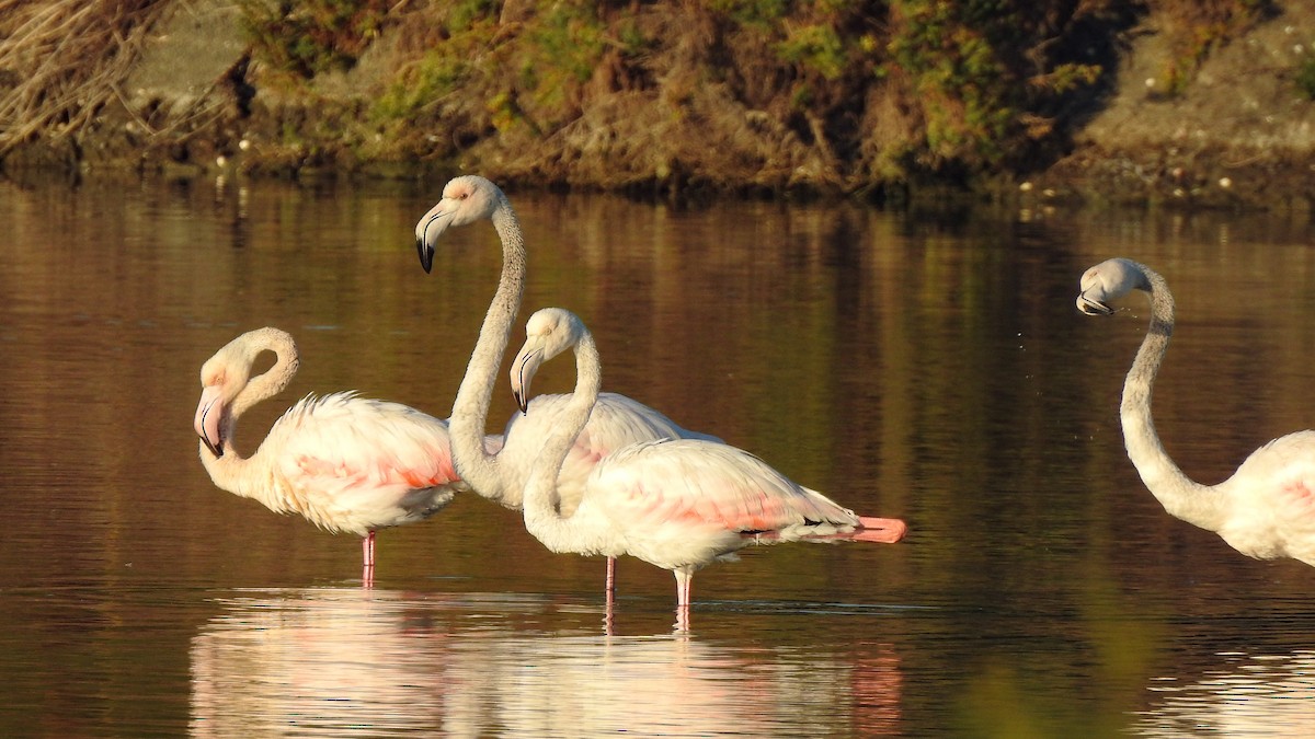 Greater Flamingo - Luís Lourenço