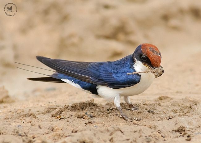 Wire-tailed Swallow - ML377164211