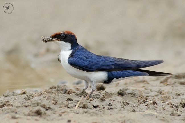 Wire-tailed Swallow - ML377164221