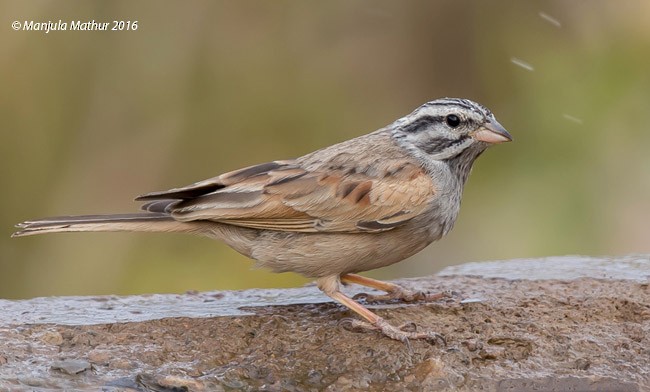Striolated Bunting - ML377167201
