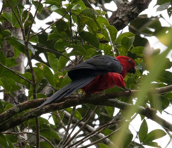 Maluku Kral Papağanı - ML377167951