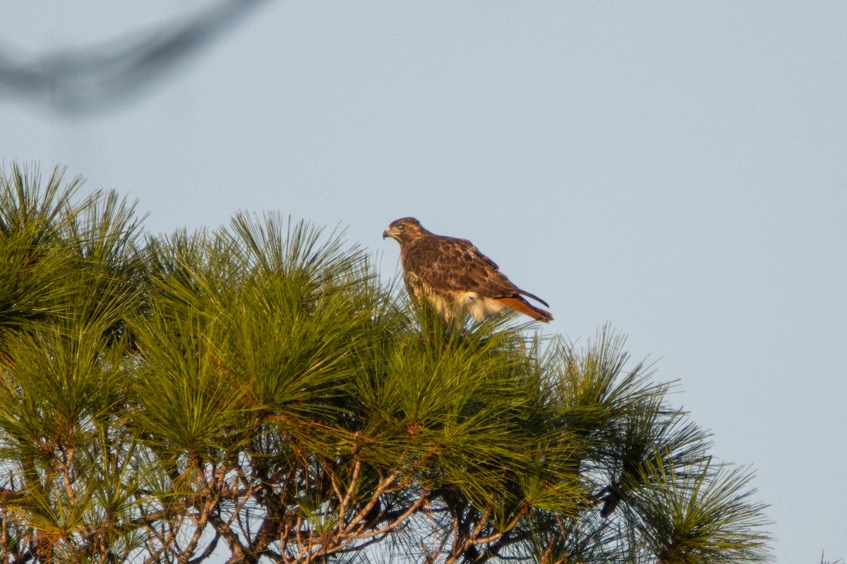 Red-tailed Hawk - ML377170611