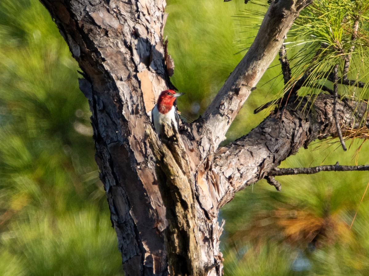 Red-headed Woodpecker - ML377170801