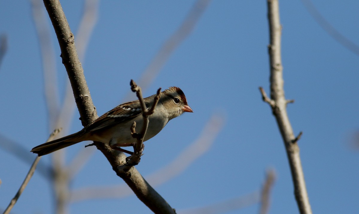 White-crowned Sparrow (leucophrys) - ML37717311