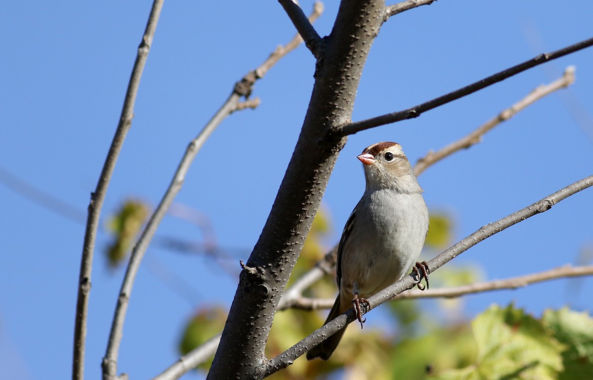 White-crowned Sparrow (leucophrys) - ML37717321