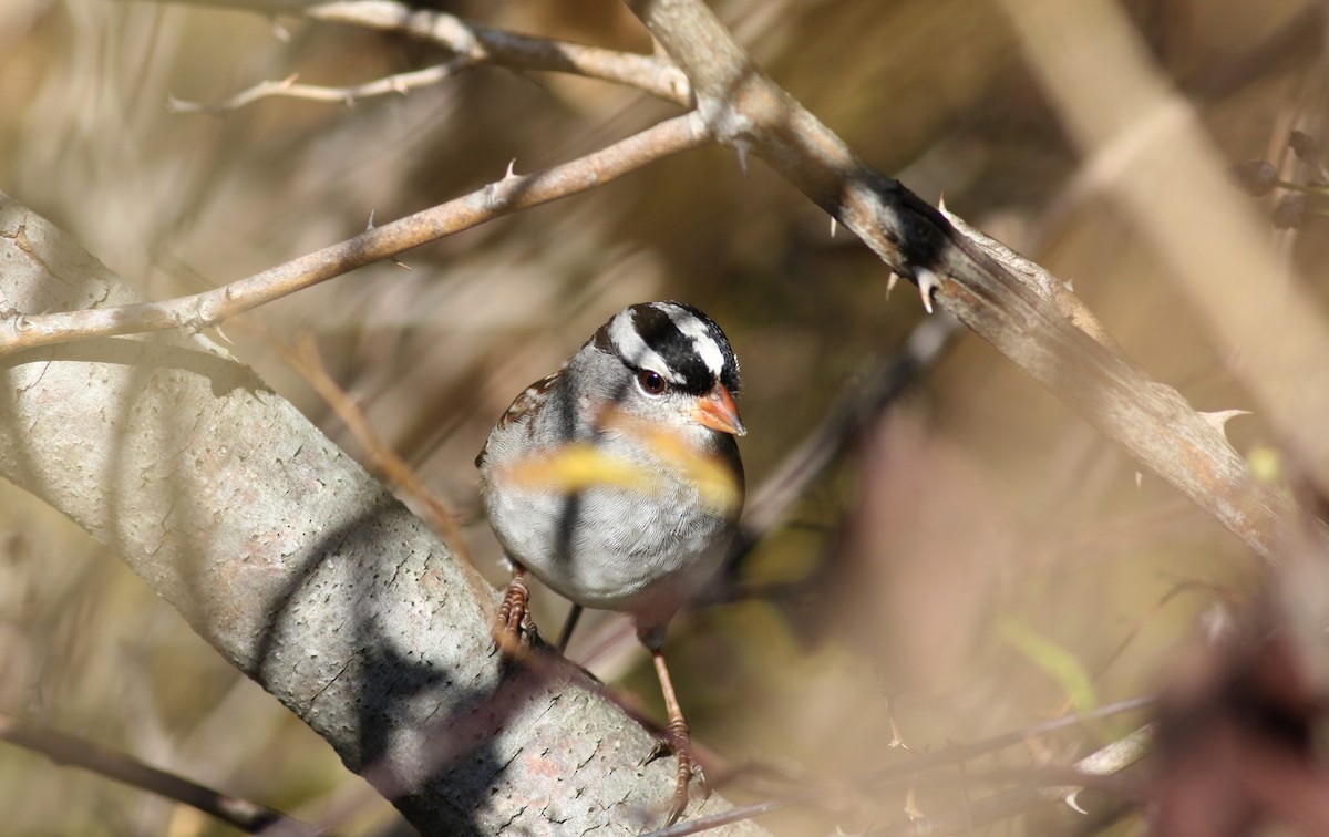 White-crowned Sparrow (leucophrys) - ML37717351
