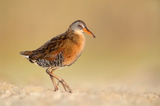 Virginia Rail