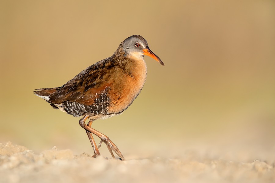 Virginia Rail