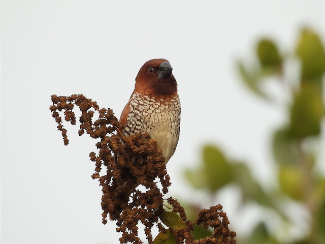 Scaly-breasted Munia