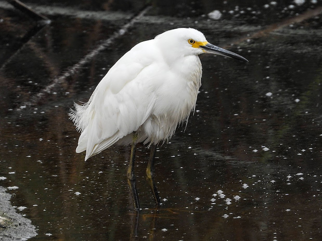 Snowy Egret