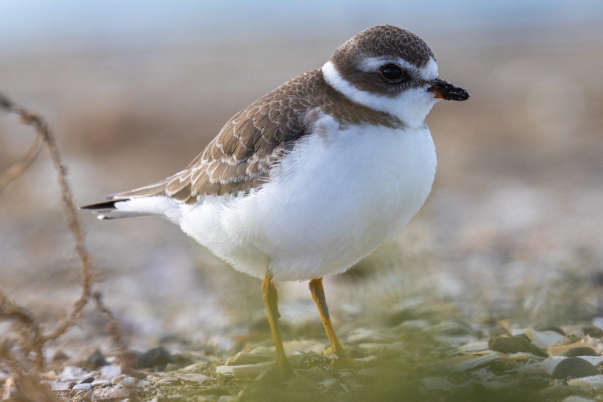 Semipalmated Plover - ML377179091
