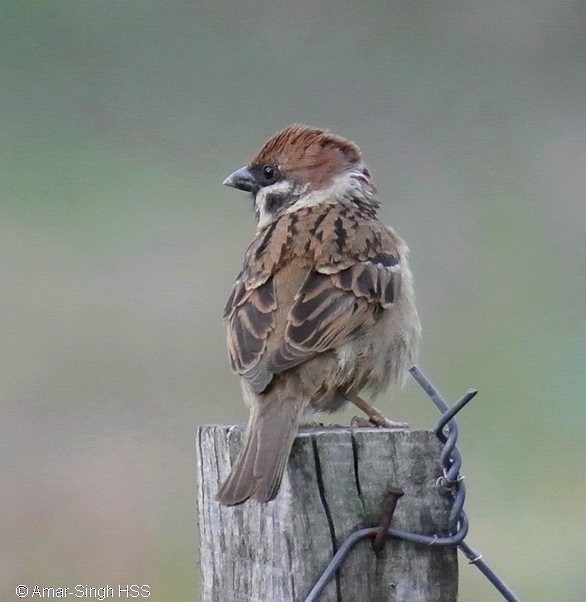 Eurasian Tree Sparrow - ML377184491