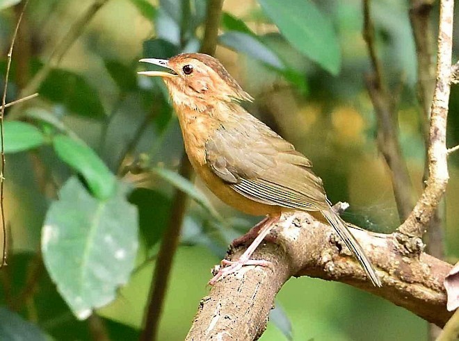 Brown-capped Babbler