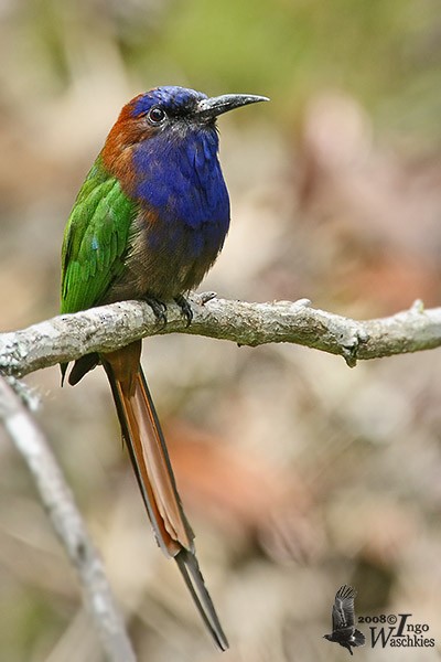 Purple-bearded Bee-eater - Ingo Waschkies