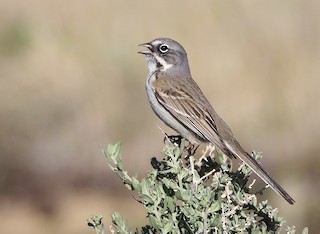 Bell's Sparrow