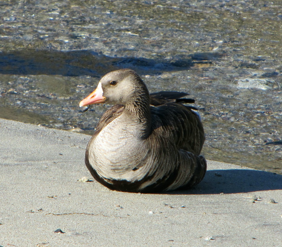 Greater White-fronted Goose - ML37719561