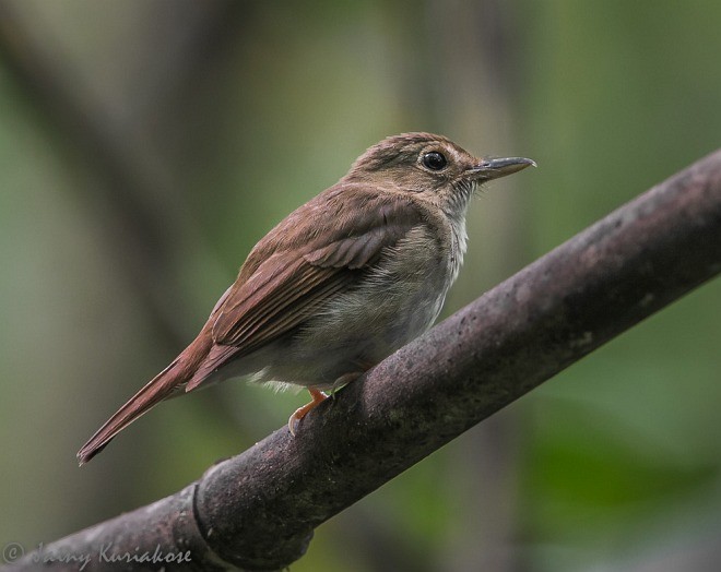 Nicobar Jungle Flycatcher - Jainy Kuriakose
