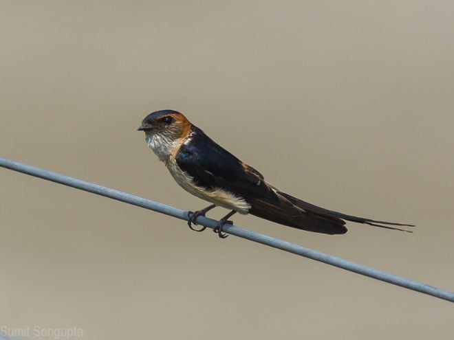 Red-rumped Swallow - ML377199061