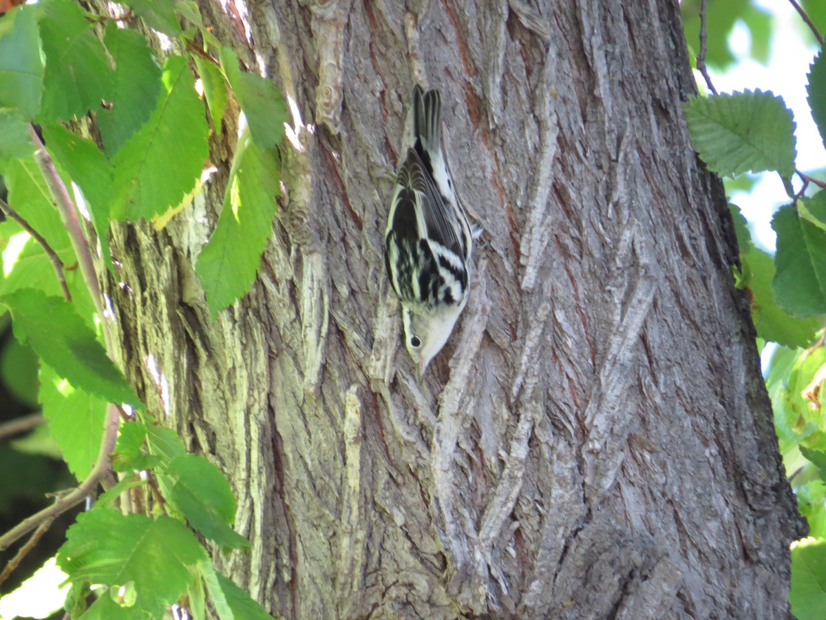 Black-and-white Warbler - ML377199071