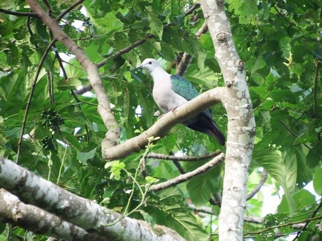 Бронзовый плодовый голубь (oenothorax) - ML377199361