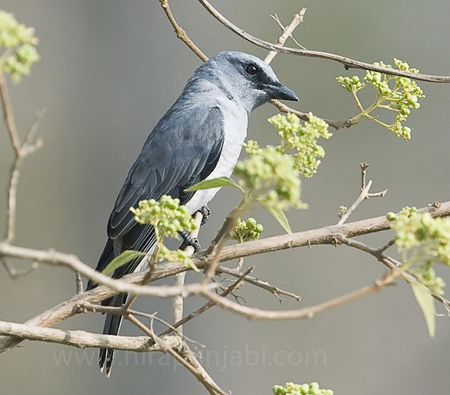 Large Cuckooshrike (Indian) - HIRA PUNJABI