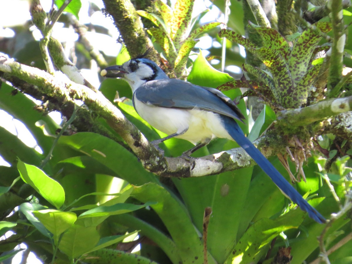 White-throated Magpie-Jay - ML37720221