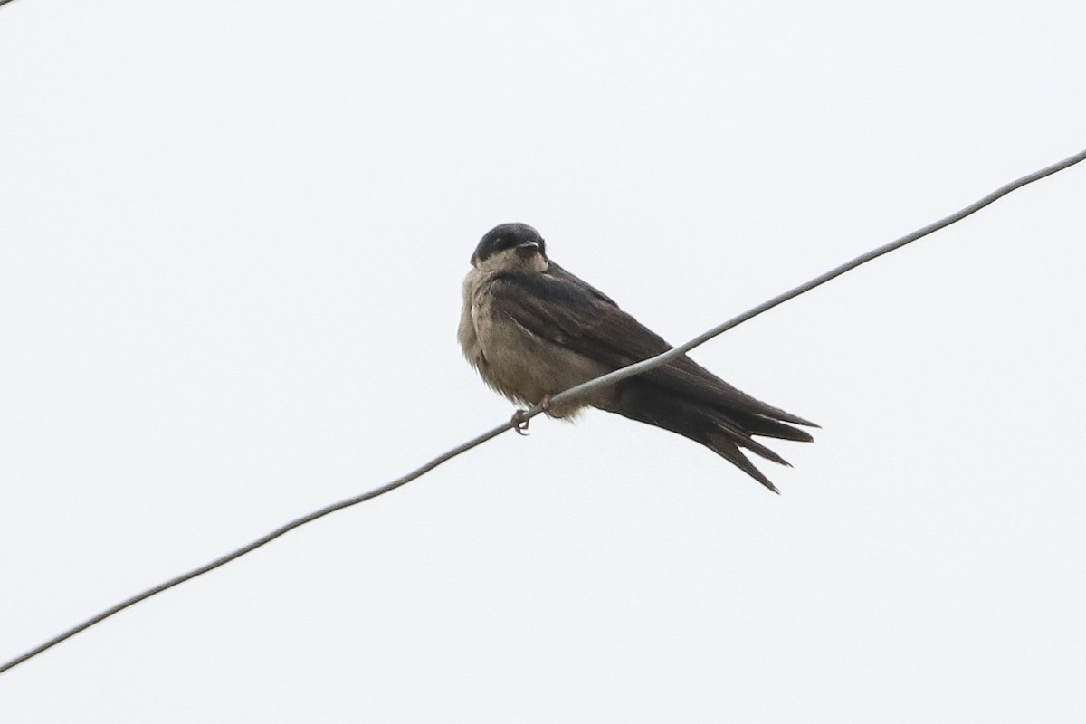 Brown-bellied Swallow - Jefferson Shank
