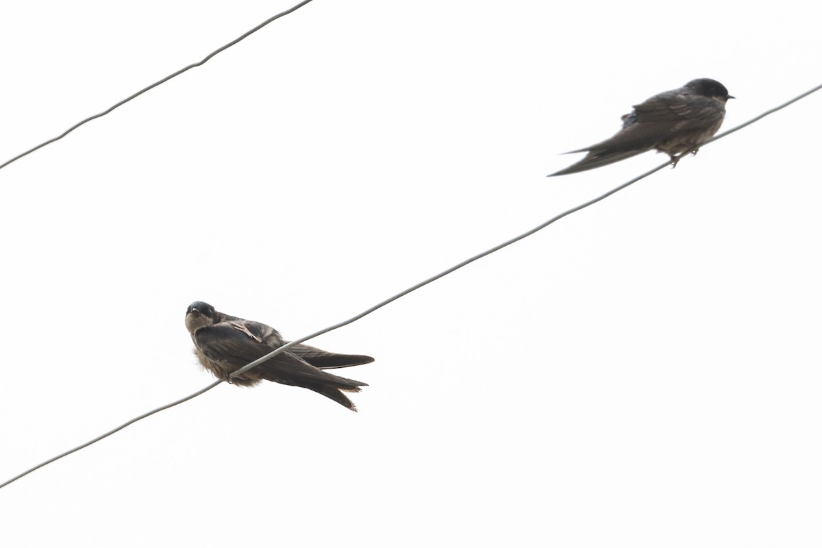 Brown-bellied Swallow - Jefferson Shank