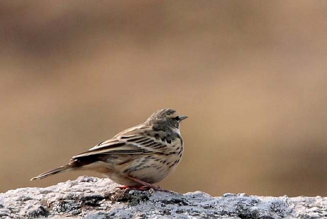 Rosy Pipit - ML377206371