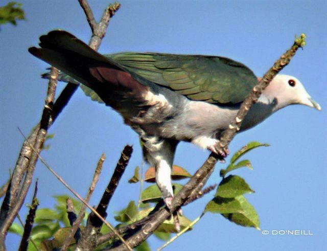 Green Imperial-Pigeon (Rufous-naped) - Daisy O'Neill