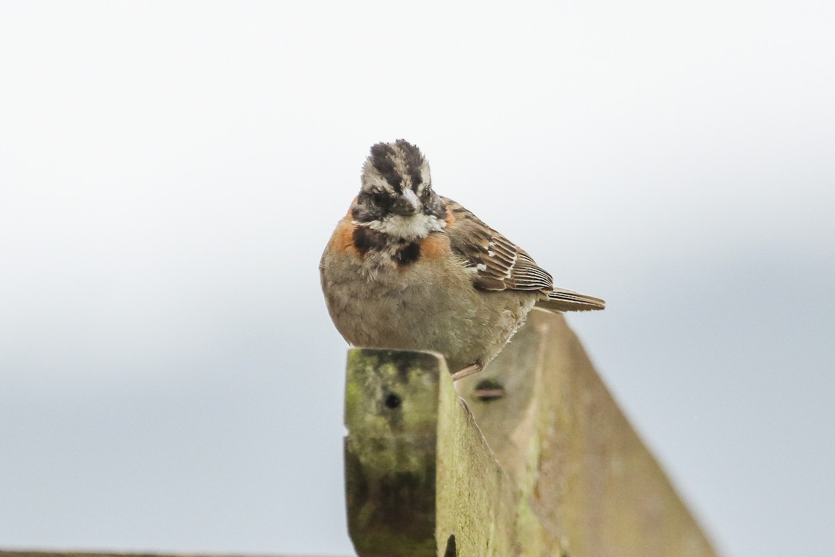 Rufous-collared Sparrow - ML377206671