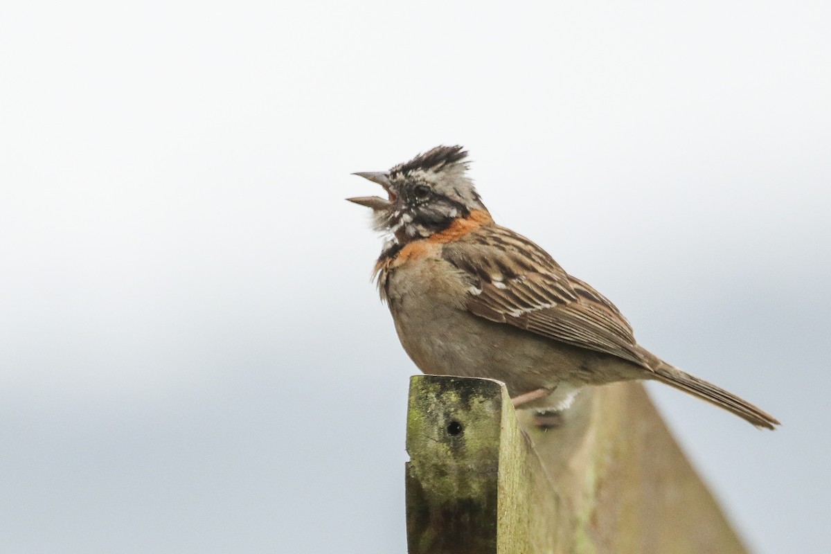 Rufous-collared Sparrow - ML377206691