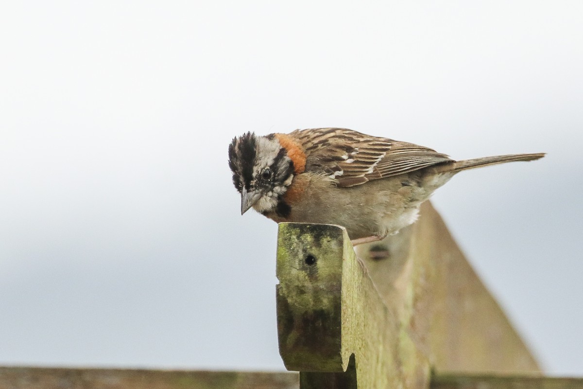 Rufous-collared Sparrow - Jefferson Shank