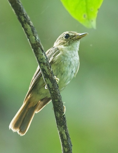 Nicobar Jungle Flycatcher - Sarawandeep Singh
