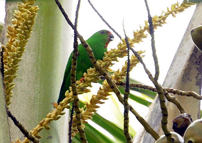Sula Hanging-Parrot - Jon Hornbuckle