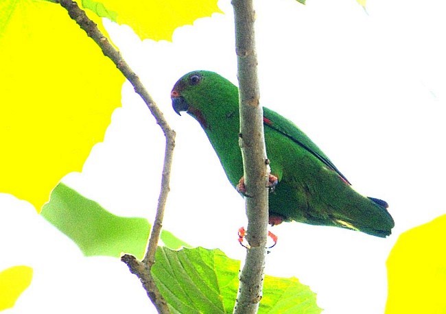 Sula Hanging-Parrot - ML377209011