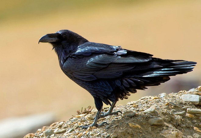 Common Raven - ML377212001