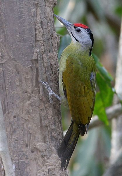 Gray-headed Woodpecker (Black-naped) - Peter Ericsson