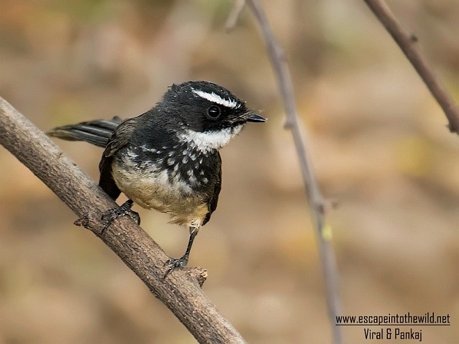Spot-breasted Fantail - ML377214411