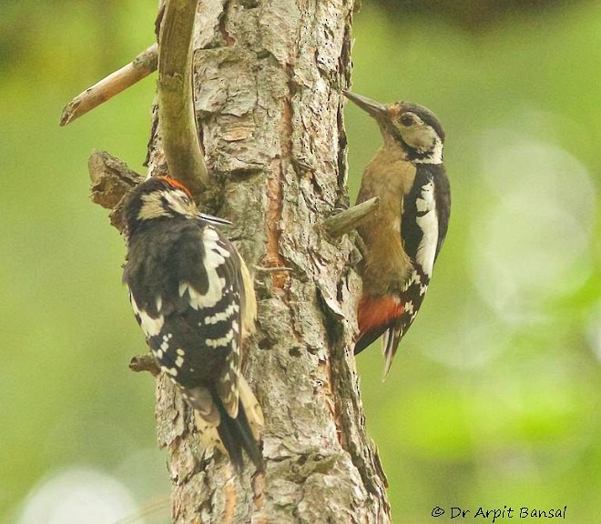 Himalayan Woodpecker - ML377218781