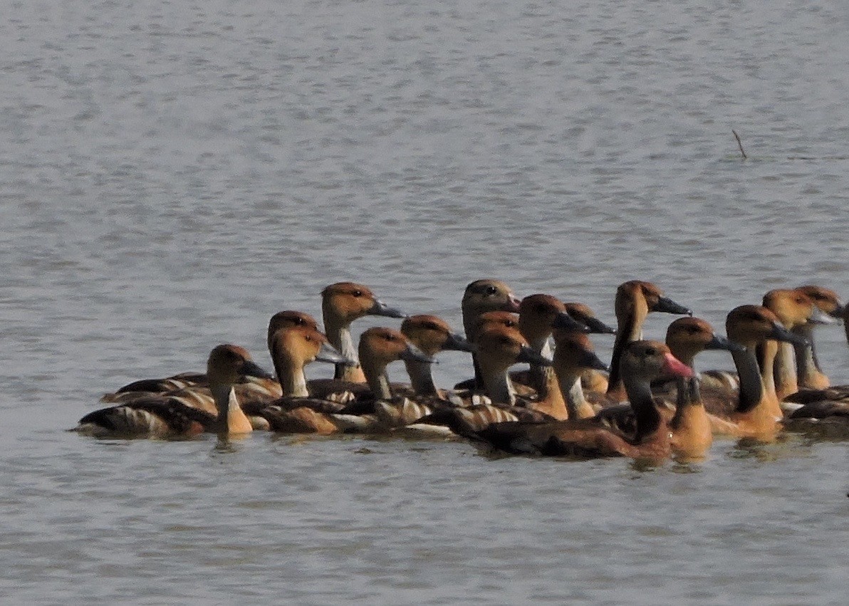 Fulvous Whistling-Duck - Mark W11 Kulstad