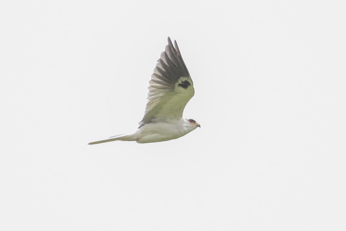 White-tailed Kite - ML377226261