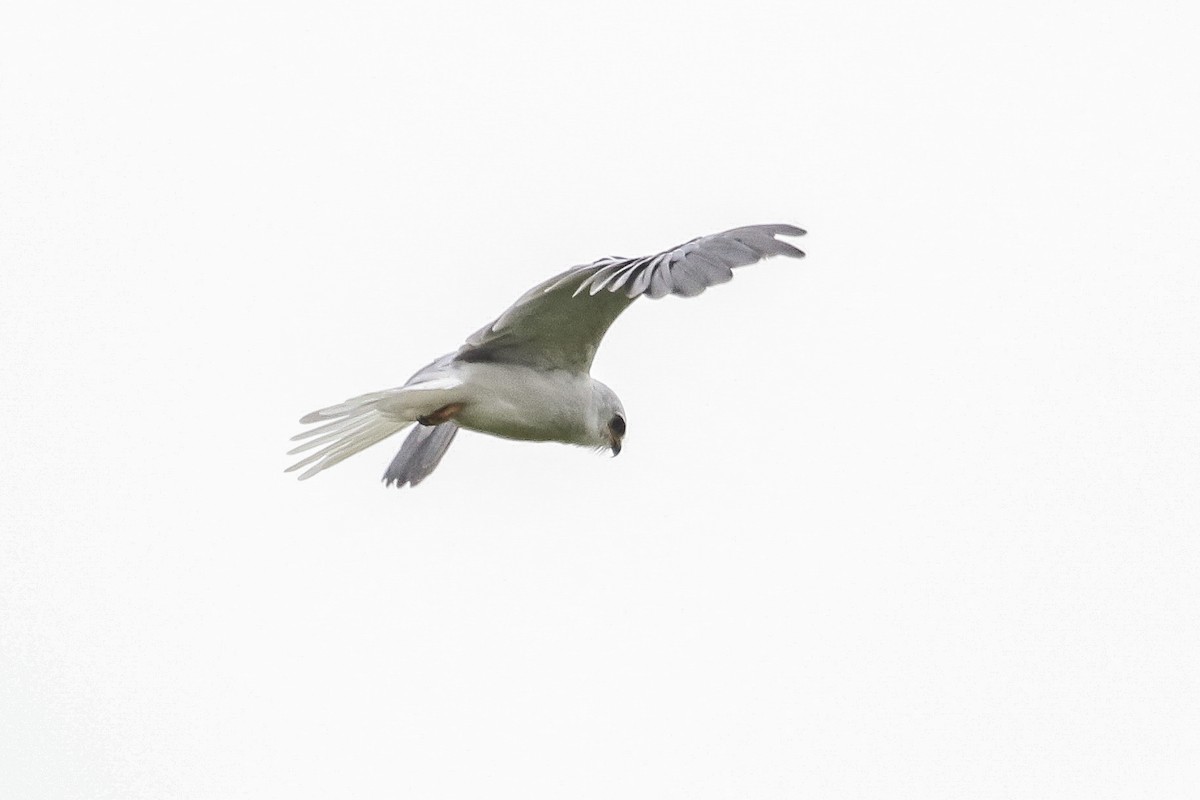White-tailed Kite - ML377226281