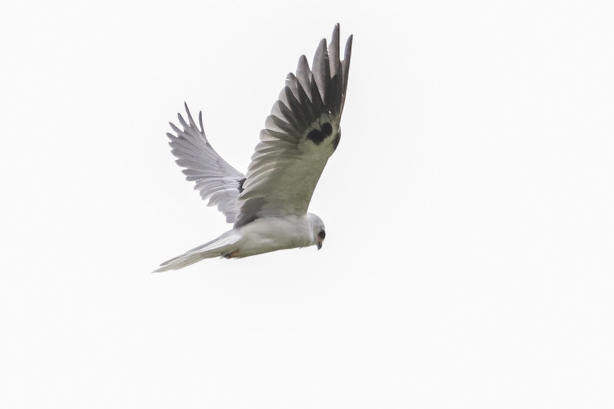 White-tailed Kite - Jefferson Shank