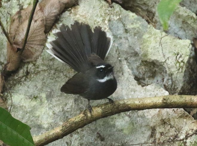 White-throated Fantail - ML377227651