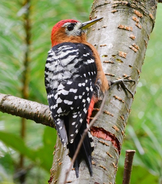 Rufous-bellied Woodpecker - ML377227991