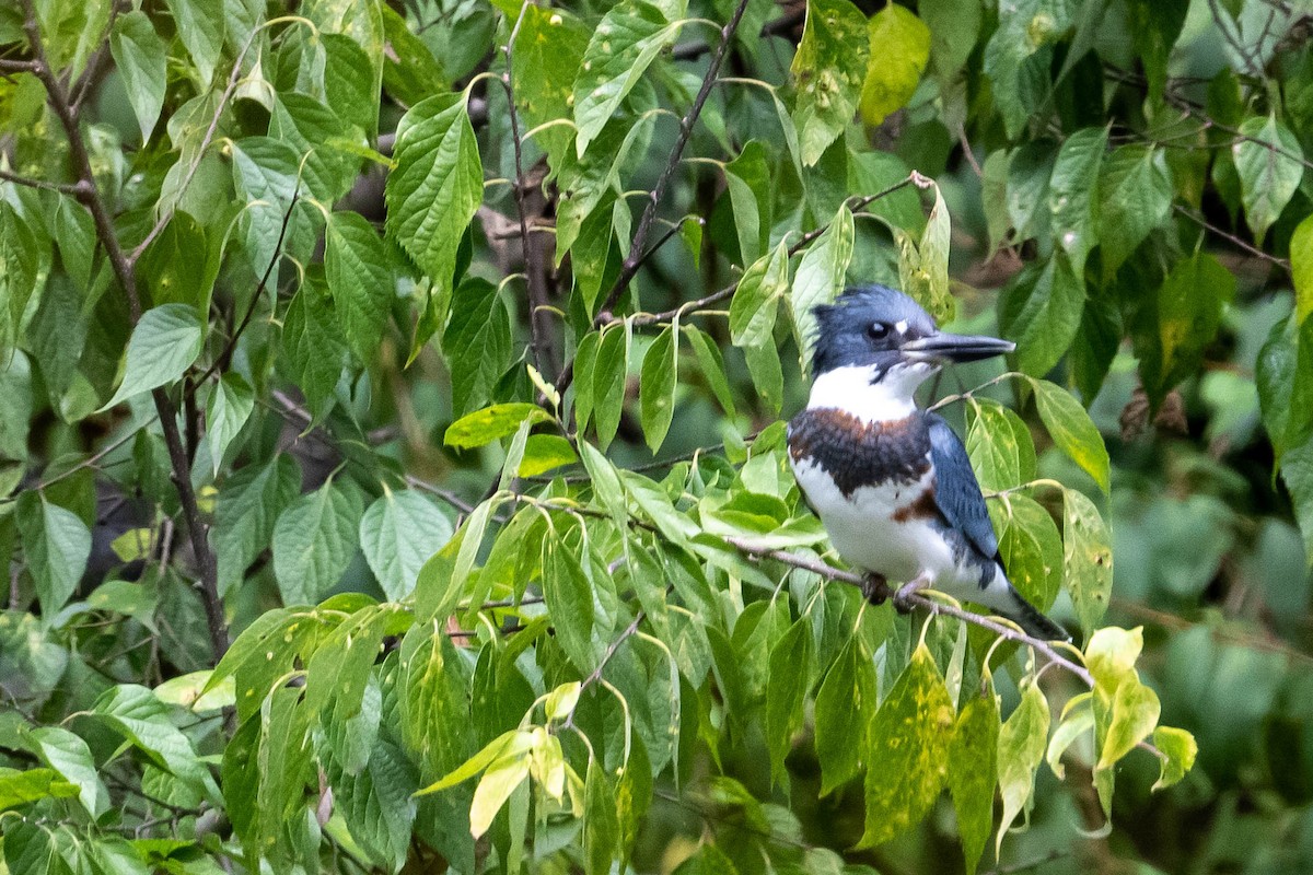 Belted Kingfisher - ML377230681