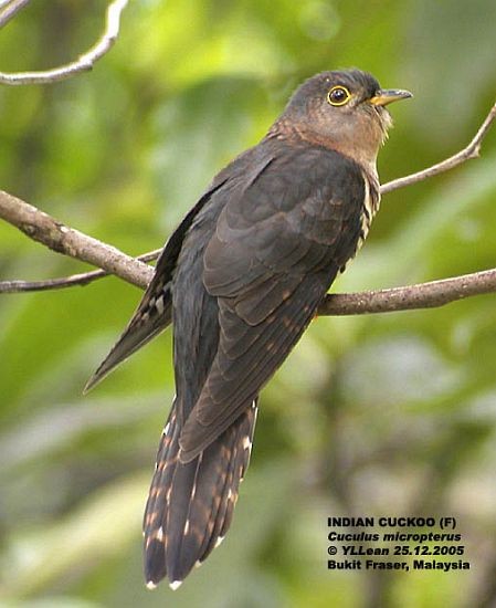 Indian Cuckoo - Yen Loong Lean
