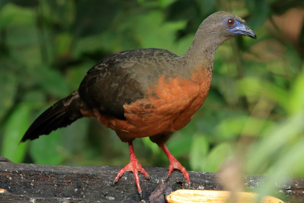 Sickle-winged Guan - ML377237011